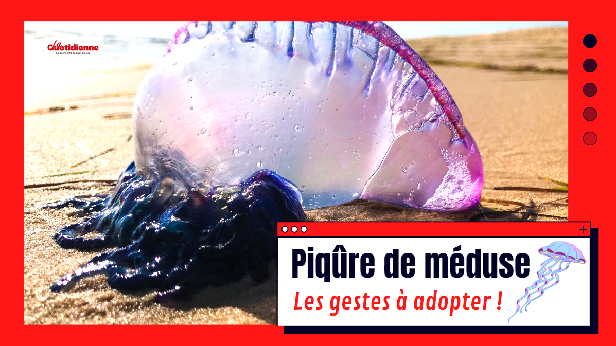Piqûre de méduse : Les gestes à adopter !